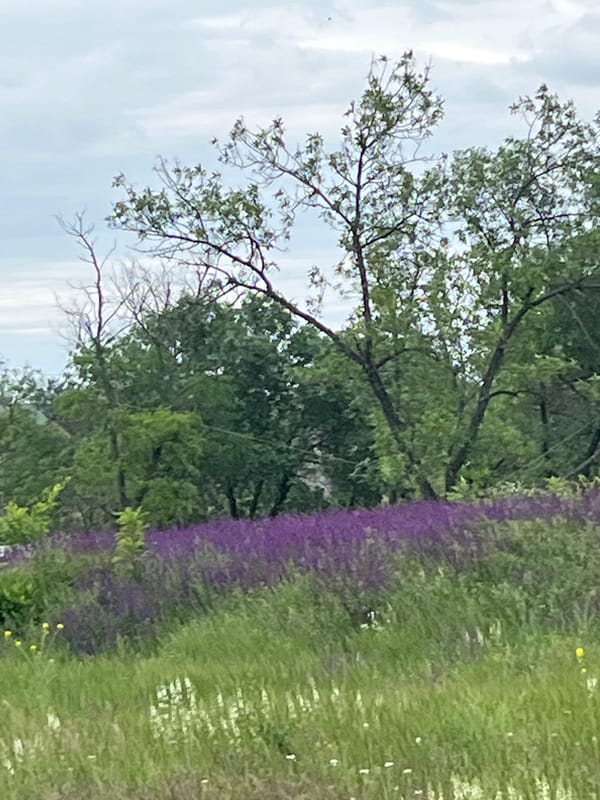 Rainy spring day documented in Kryvyi Rih wildflower fields