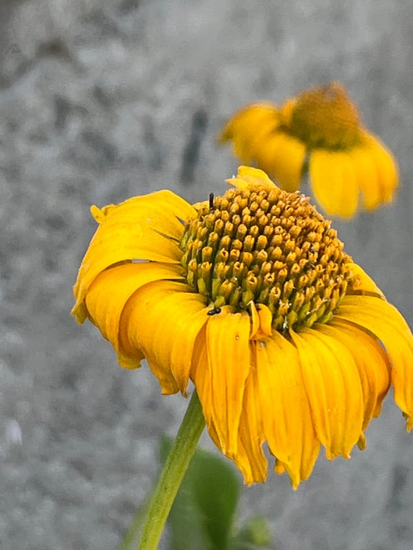 Close-up flower photography in Dnipro, multiple angles
