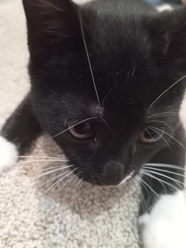 Kitten, fried fish, and strawberries: a quiet morning at home