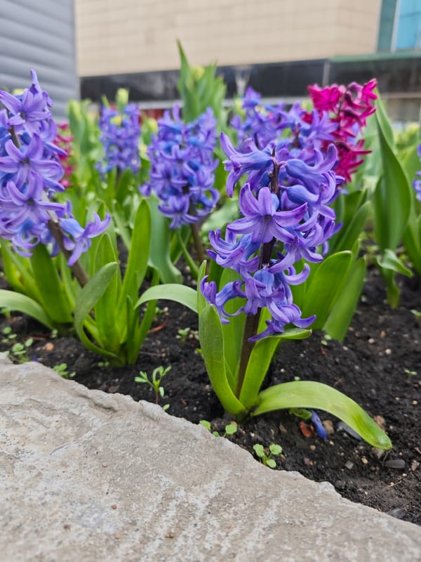 Spring hyacinths bloom in Pyatigorsk flower bed