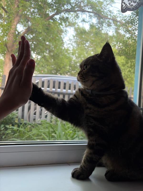 Cat touches human hand on window sill in Izhevsk
