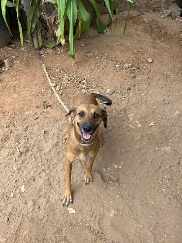 Dogs, a tortoise, a parrot, and a cat in a Juan Griego backyard