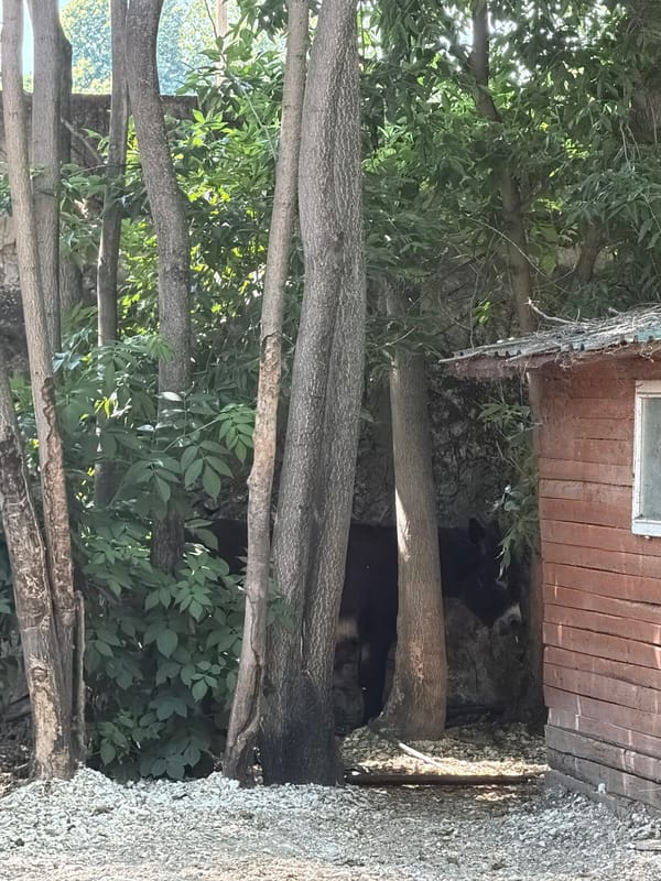 Visitor documents half-hour walkthrough of Pazardzhik Zoo, Bulgaria
