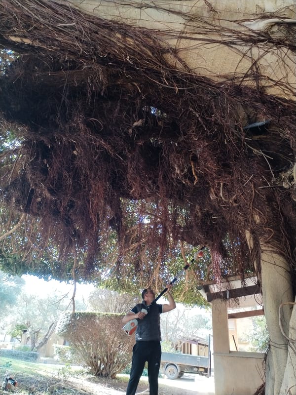 Tree maintenance work observed in Italian coastal town