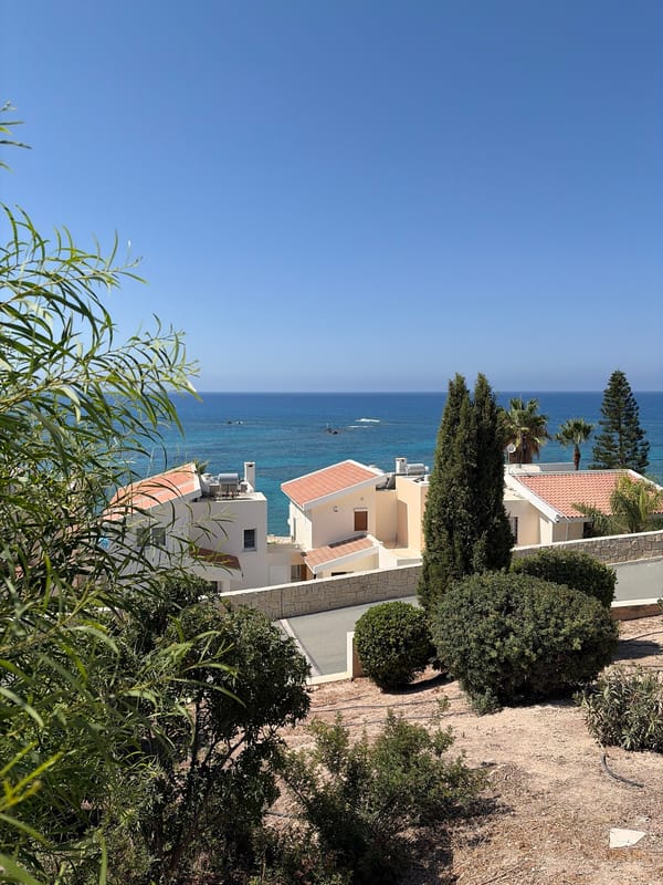 White bougainvillea blooms brighten a coastal Peyia morning