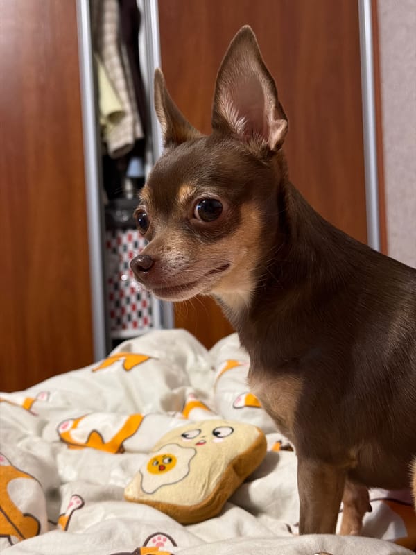 Chihuahua hangs out at home across a lazy evening