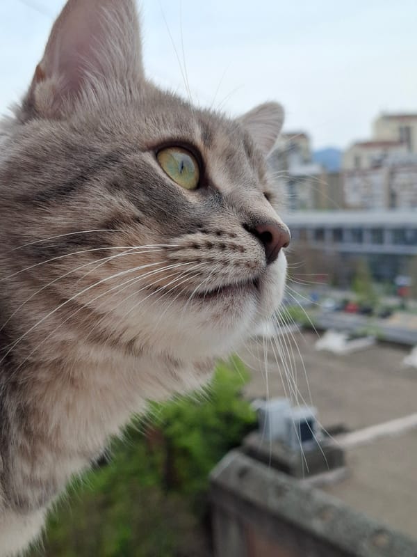 Gray tabby cat spotted on Novi Sad balcony
