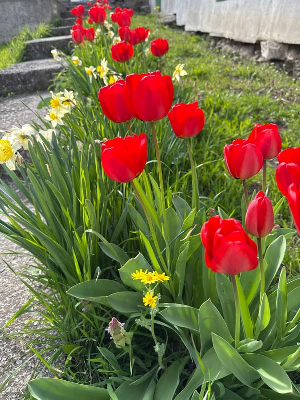 Spring flowers bloom in Bulgarian village garden