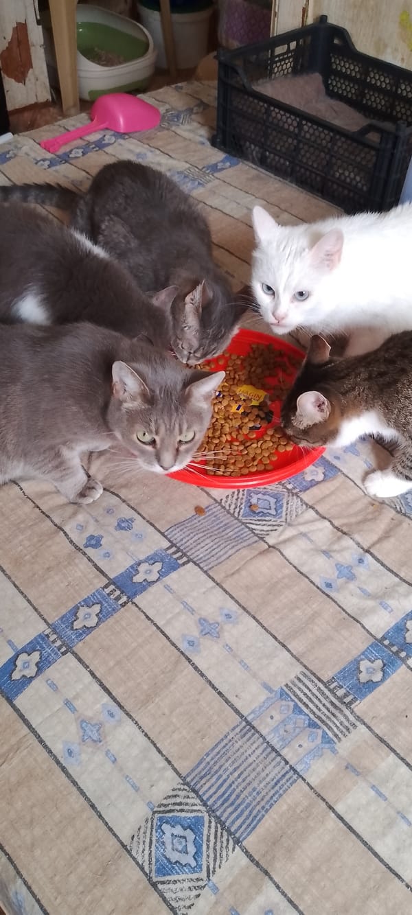 Busy morning with a house full of cats in Belgorod