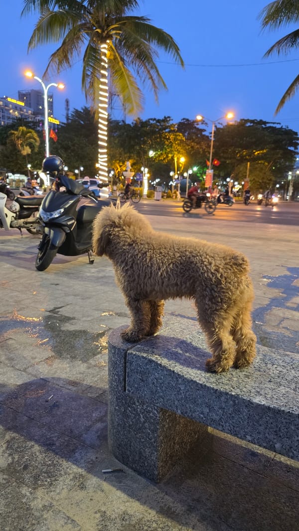 Evening life documented in Nha Trang: dog, traffic scenes