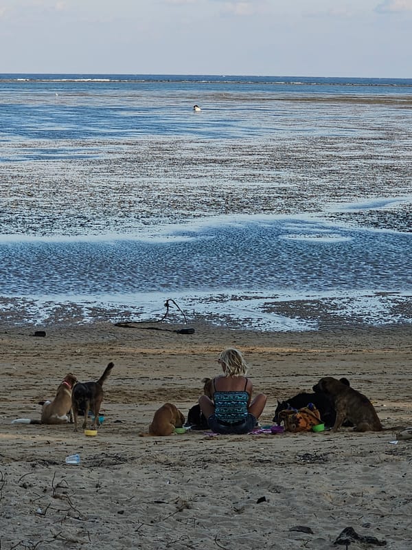 Woman plays with dogs on Denpasar beach morning scene