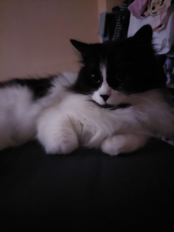 Evening domestic life documented in Plovdiv home with cat, resident