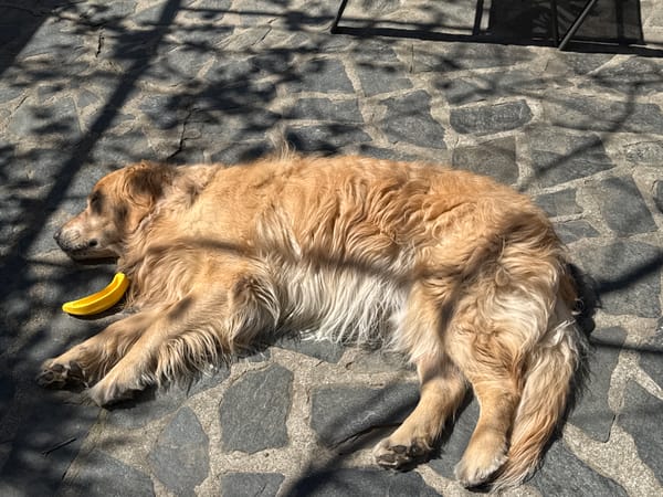 Golden retriever rests, couple travels through Plovdiv Bulgaria morning