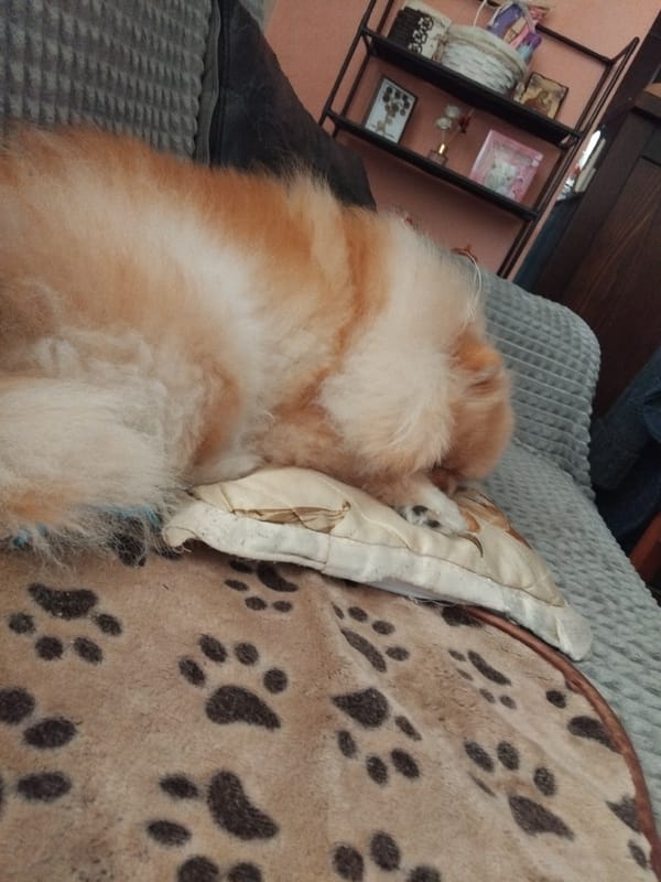 Pomeranian naps on couch in Bulgarian home