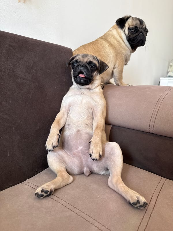 Pug family's lazy afternoon captured in rainbow-lit home moments