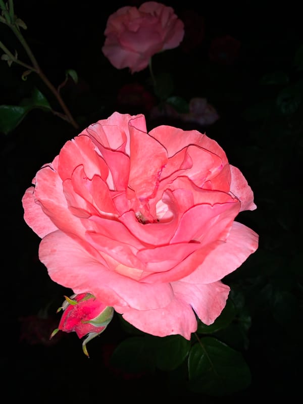 Nighttime Urban Journey Captures Roses, Streets, and Transit Scenes
