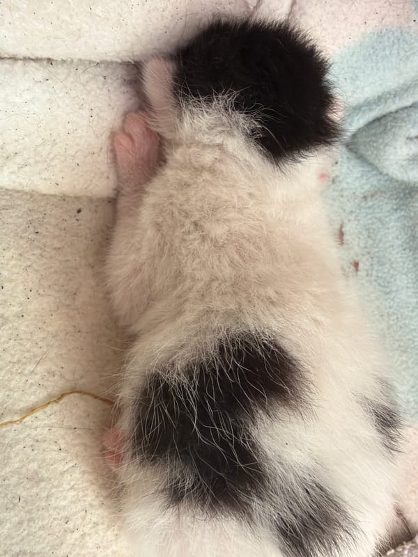 Girl holds newborn kitten in Montenegro village