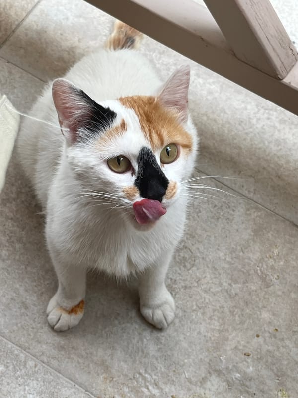 Cats fed on patio in Thassos, Greece