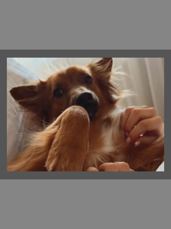 A mixed afternoon of food, a dog, and everyday personal moments