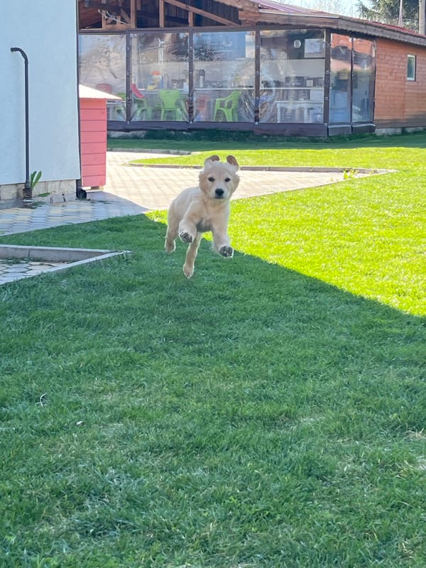 Golden retriever puppy captured mid-jump in Kostinbrod backyard