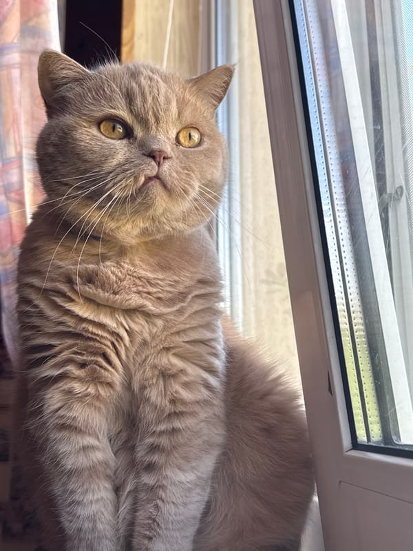 Cat owner documents hourlong afternoon with pet, food, garden