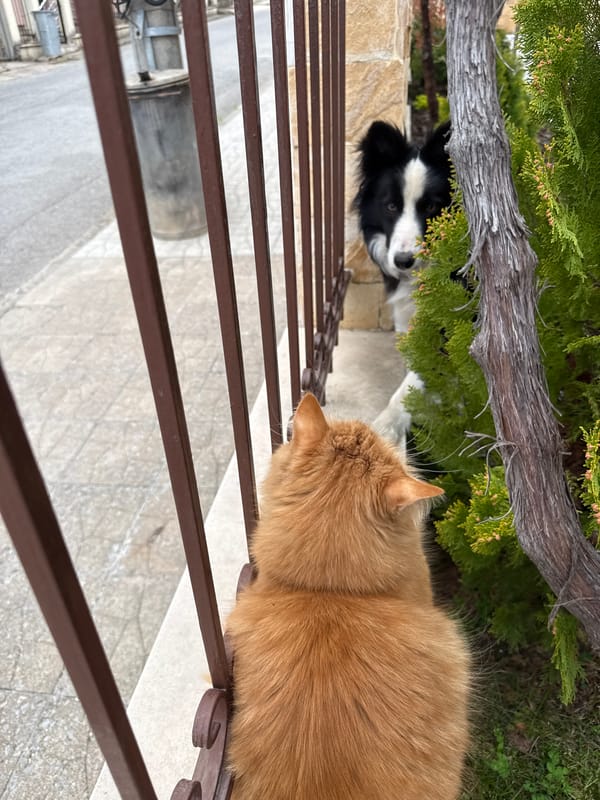 Ginger cat photographed on railing in Berkovitsa, Bulgaria