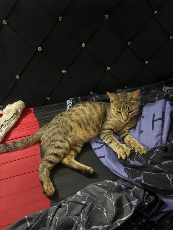 Domestic scenes with tabby cat documented in Nigerian residence