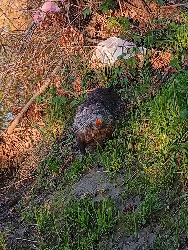 Nutria spotted along Plovdiv riverbanks during afternoon wildlife sightings