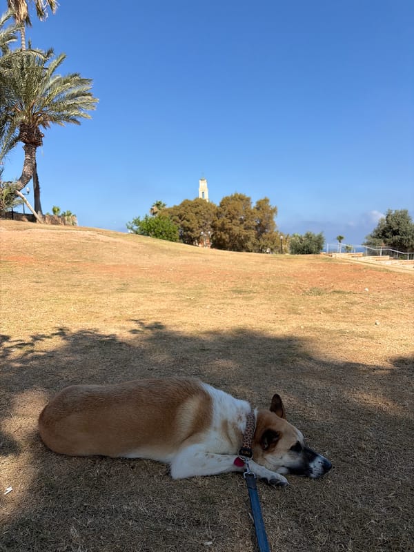 Dog chilling on dry grass in a Tel Aviv park