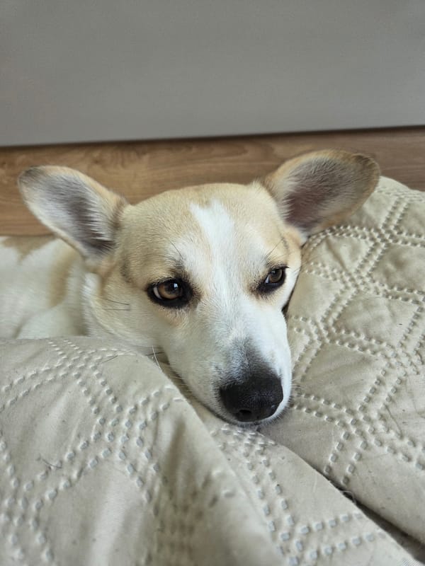 Pets Rest Peacefully During Saturday Morning at Home