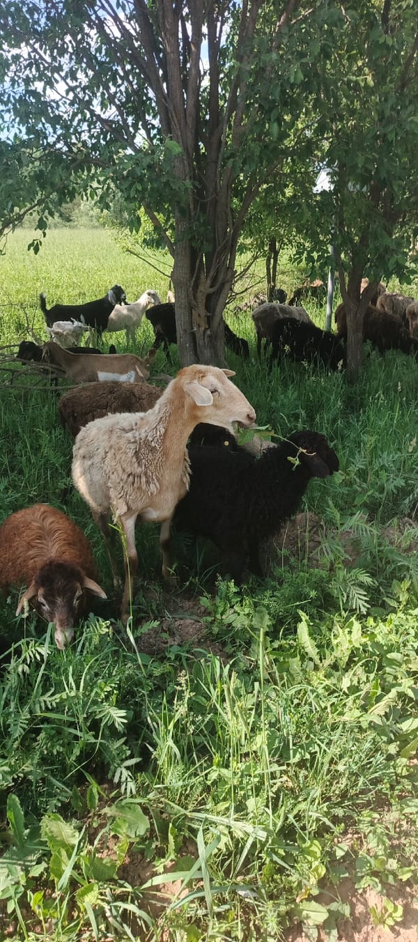 Livestock herds graze peacefully across rural Ваньки, Russia countryside