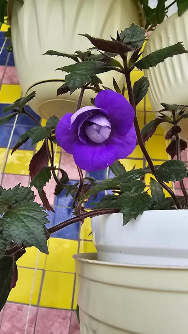 Colorful potted flowers arranged against patterned tiled walls