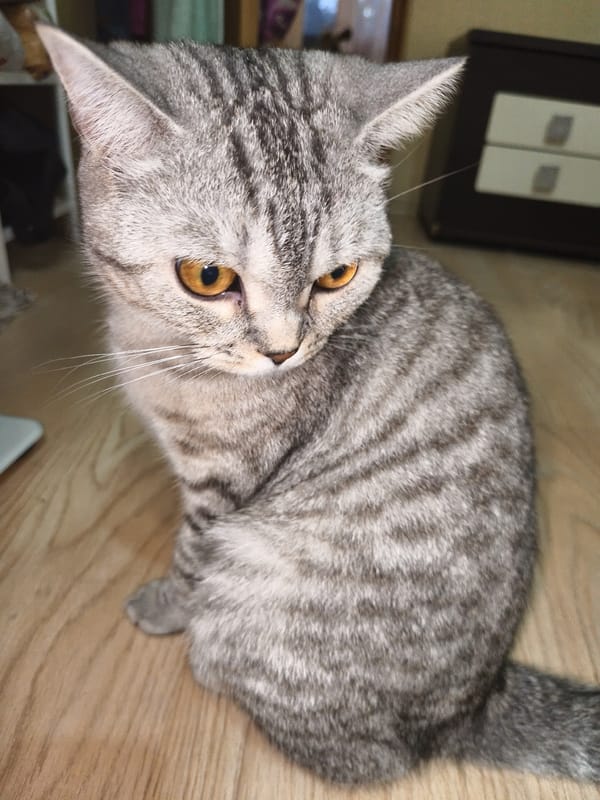 Grey tabby cat with amber eyes observed indoors