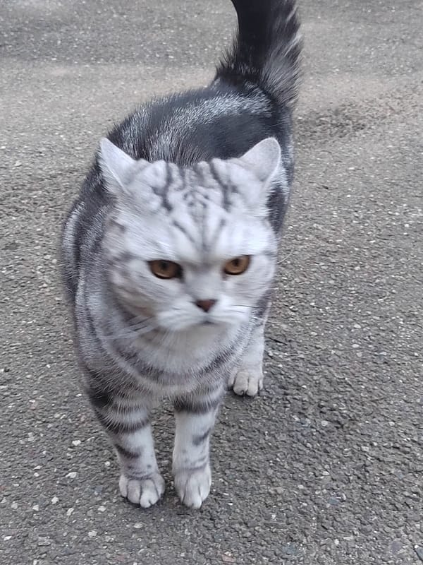 Gray tabby cat observed in domestic setting in Кукуи