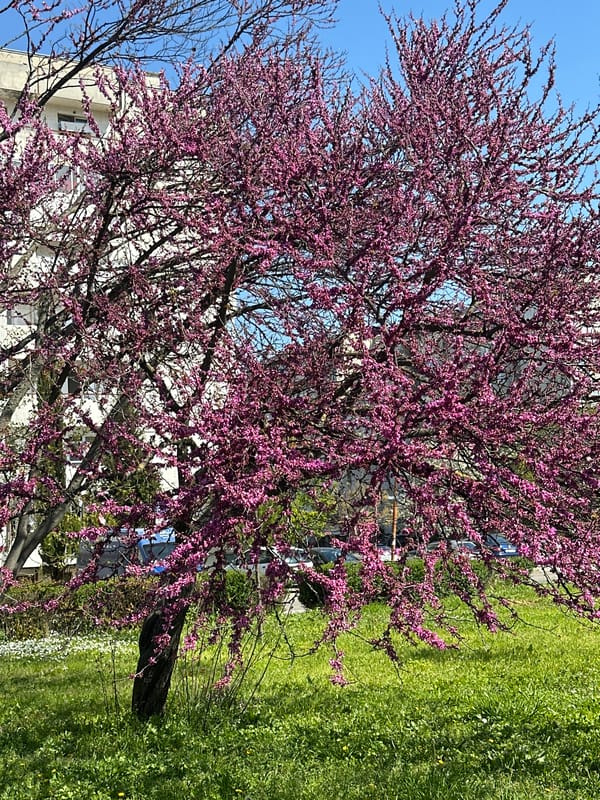 Flowering tree documented in full spring bloom under clear sky