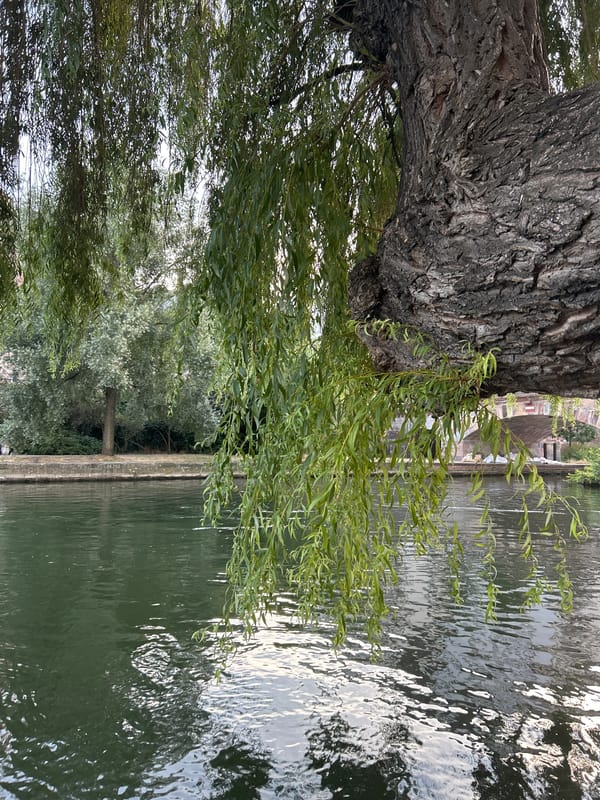 Willow tree draping over the Ill River, Strasbourg