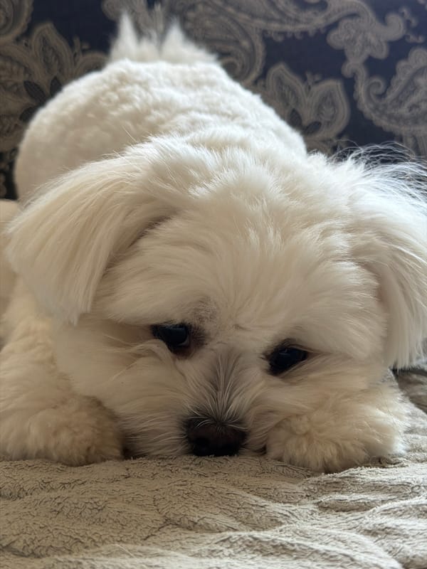 Fluffy white dog's lazy morning in Astana