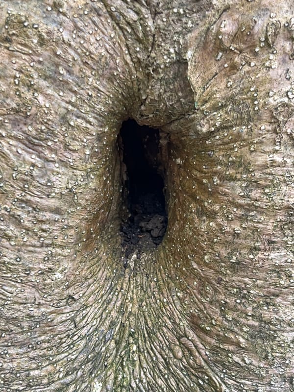 Witness documents woodland decay details in Mole Valley forest