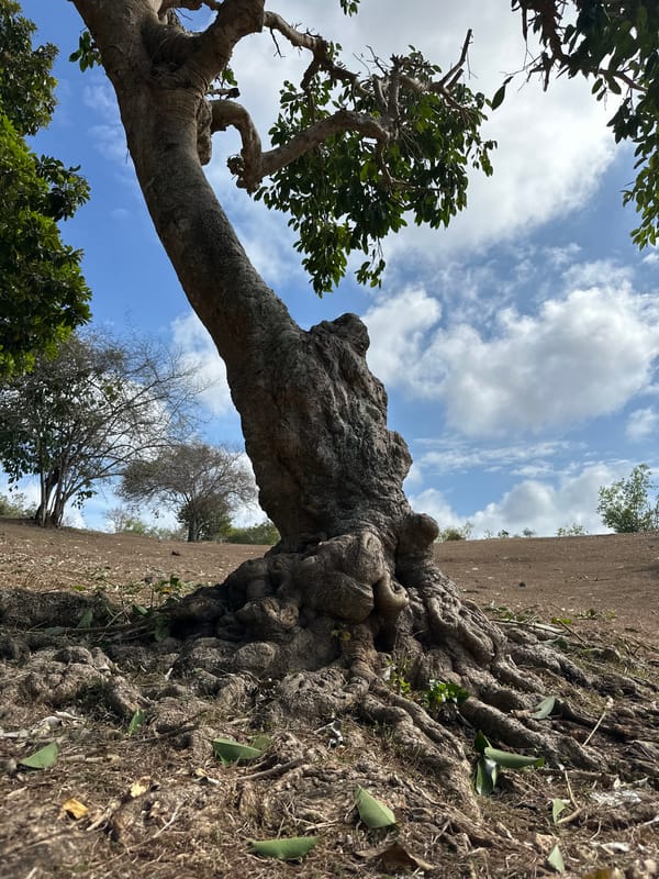 Ancient gnarled tree and exposed roots in Kuta Selatan