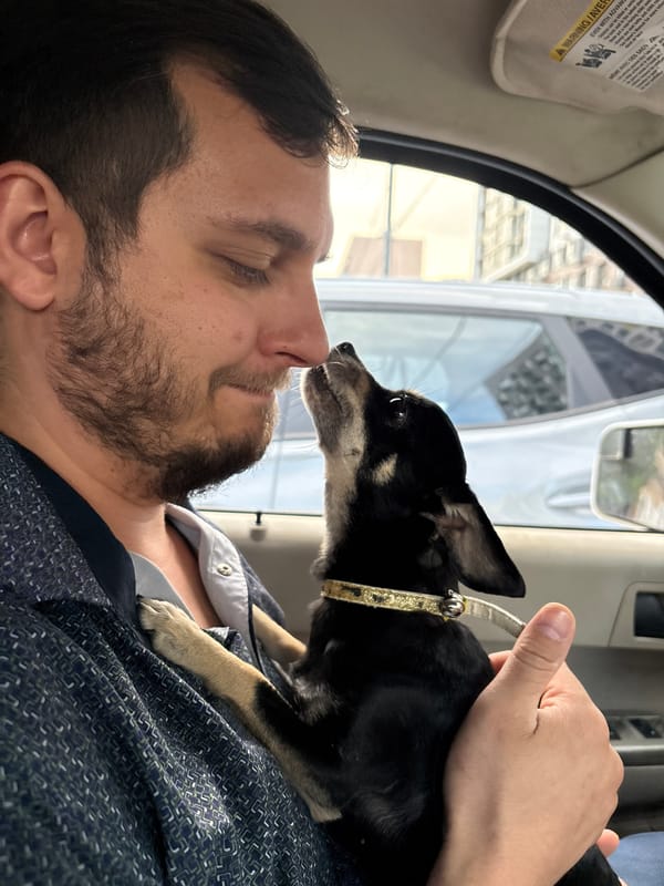 Chihuahua co-pilot cruising through Mytishchi on a summer afternoon