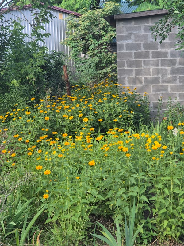 Quiet summer morning in a small Ukrainian village
