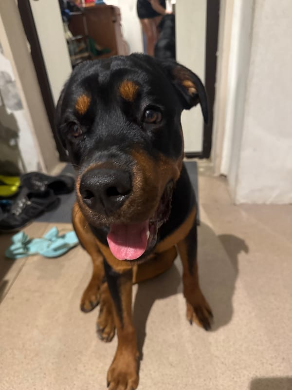 Rottweiler chills at home in Volgograd on a slow morning