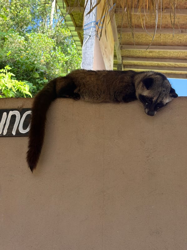 Morning wildlife sightings documented in Tampaksiring, Indonesia