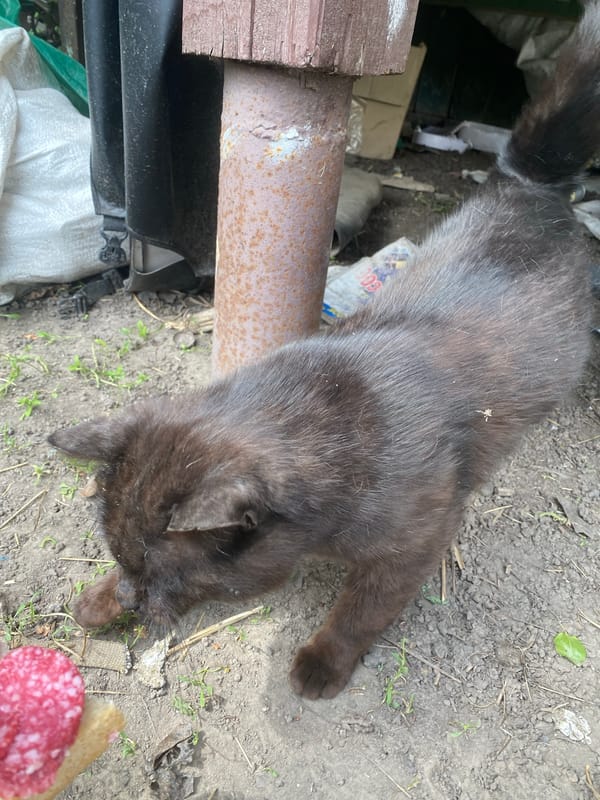 Rural Ukrainian village life documented through morning gardening activities