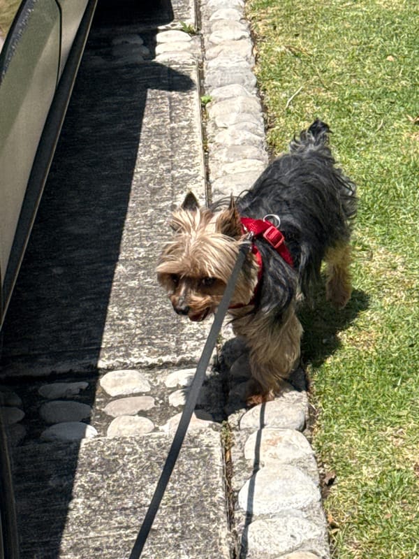 Yorkshire Terrier Takes Evening Walk in Mexican Town