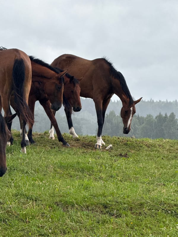 Horse herd grazing on a cloudy morning in rural Lithuania