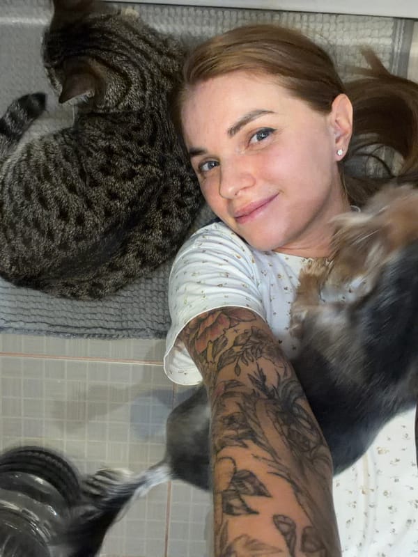 Tabby cats napping on a gray blanket in Tryokhgorny