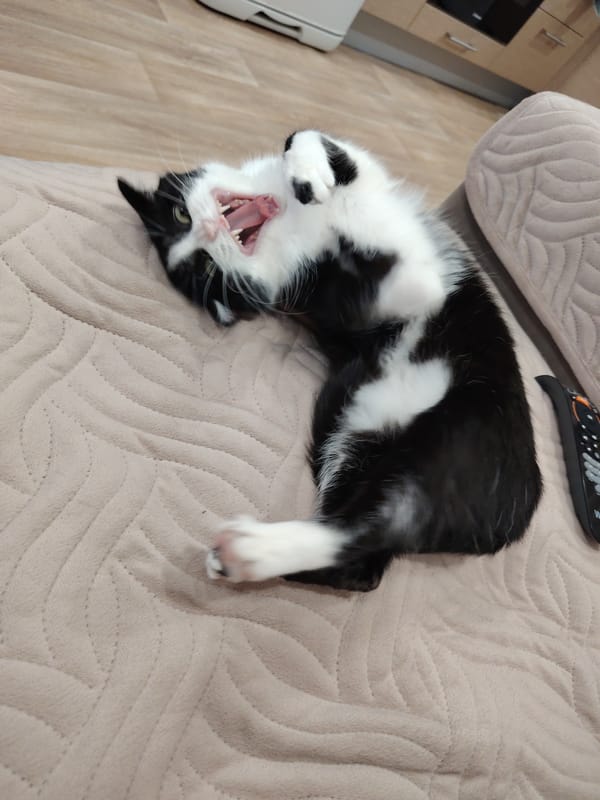 Cat observed resting and grooming indoors over 49-minute span