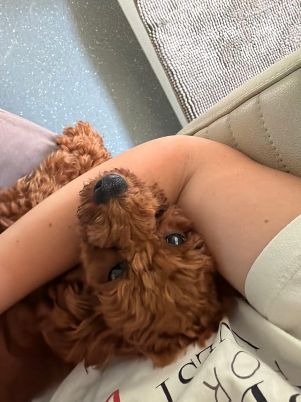 A poodle mix's morning in a camper van, Noevtsi