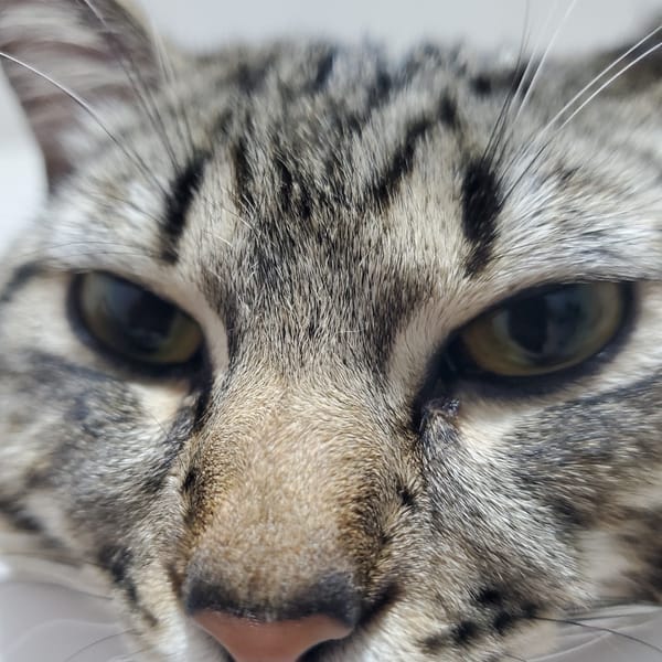 Tabby cats photographed in Curitiba morning hours